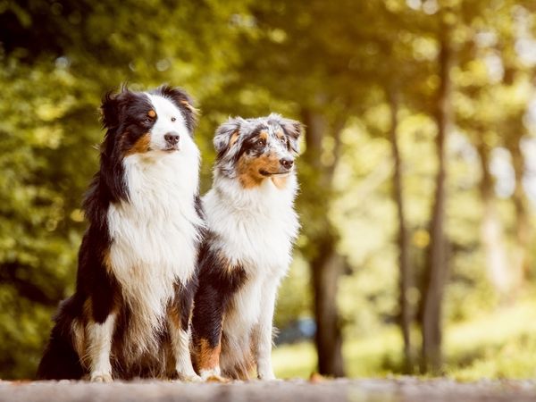 Produktbild: Ein Motiv aus dem Kalender Australian Shepherds Kalender 2017 (Puzzle)