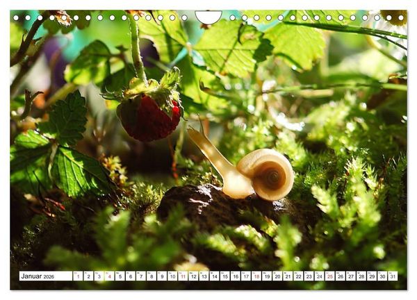 Produktbild: Schnecken. Witzige Schleimer (Wandkalender 2026 DIN A4 quer), CALVENDO Monatskalender