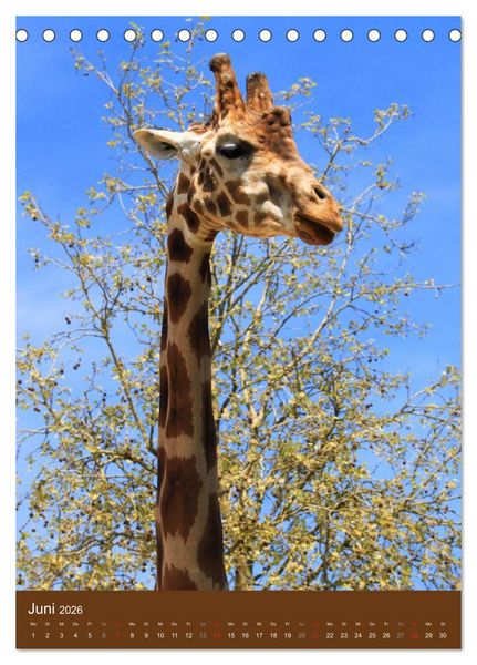 Produktbild: Giraffen (Tischkalender 2026 DIN A5 hoch), CALVENDO Monatskalender