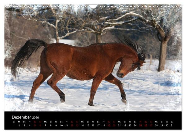 Produktbild: Vollblutaraber - Sch&ouml;nheit und Adel (Wandkalender 2026 DIN A3 quer), CALVENDO Monatskalender