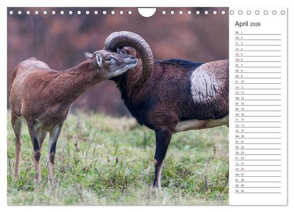 Produktbild: Emotionale Momente: Muffelwild. (Wandkalender 2026 DIN A4 quer), CALVENDO Monatskalender