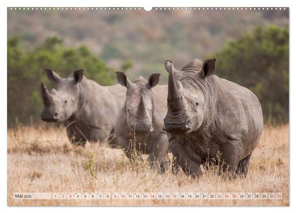 Produktbild: Emotionale Momente: Afrikas Big Five (Wandkalender 2026 DIN A2 quer), CALVENDO Monatskalender
