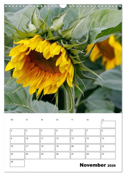 Produktbild: Leuchtende Sonnenblumen (Wandkalender 2026 DIN A3 hoch), CALVENDO Monatskalender