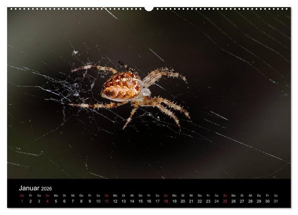 Produktbild: Unsere Spinnen - im Gespr&auml;ch (Wandkalender 2026 DIN A2 quer), CALVENDO Monatskalender