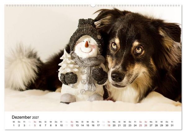 Produktbild: Australian Shepherd - Traum auf vier Pfoten (Wandkalender 2027 DIN A2 quer), CALVENDO Monatskalender