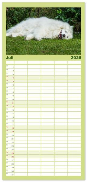 Produktbild: Familienplaner 2026 - Der Samojede - Sch&ouml;nheit des Nordens mit 5 Spalten (Wandkalender, 21 x 45 cm) CALVENDO