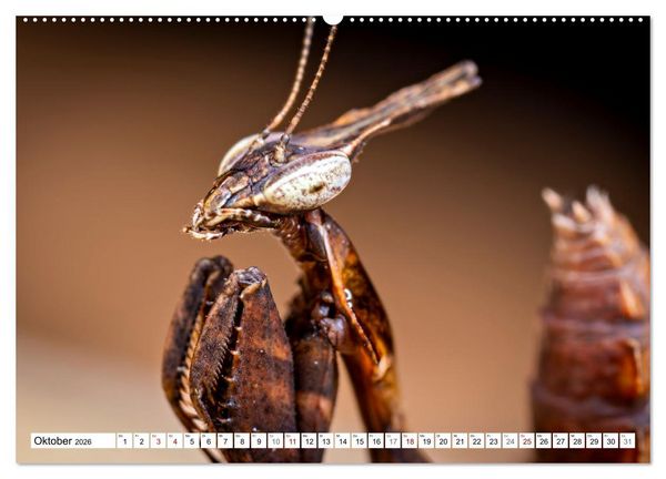 Produktbild: Im Bann der Mantis (hochwertiger Premium Wandkalender 2026 DIN A2 quer), Kunstdruck in Hochglanz