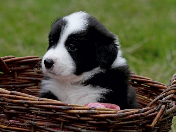 Produktbild: CALVENDO Puzzle Border Collie Welpe | 1000 Teile Lege-Gr&ouml;&szlig;e 64x48cm Foto-Puzzle f&uuml;r gl&uuml;ckliche Stunden
