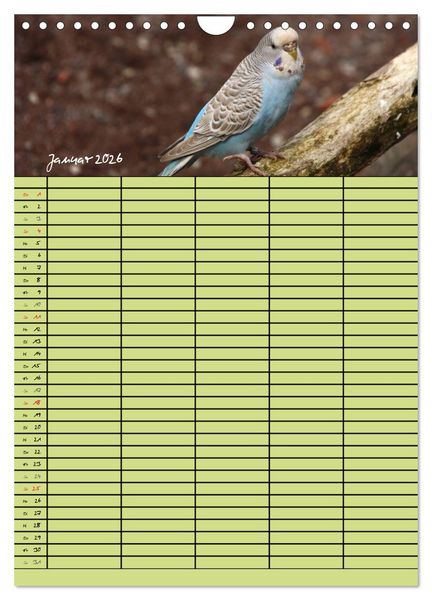 Produktbild: Der Wellensittich-Familienplaner (Wandkalender 2026 DIN A4 hoch), CALVENDO Monatskalender