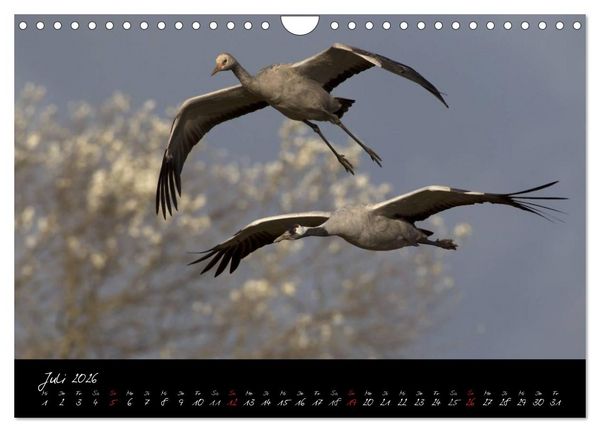 Produktbild: Kraniche - V&ouml;gel des Gl&uuml;cks (Wandkalender 2026 DIN A4 quer), CALVENDO Monatskalender