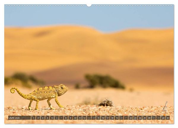 Produktbild: Wildes Namibia (Wandkalender 2026 DIN A2 quer), CALVENDO Monatskalender