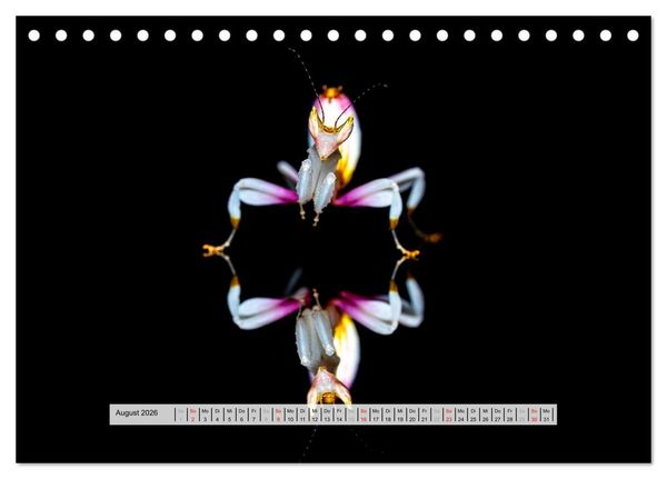 Produktbild: Die Orchideen Gottesanbeterin (Tischkalender 2026 DIN A5 quer), CALVENDO Monatskalender