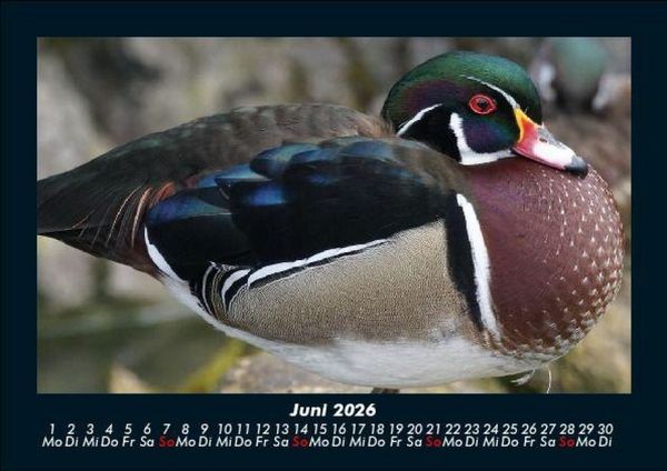 Produktbild: Enten 2026 Fotokalender DIN A5