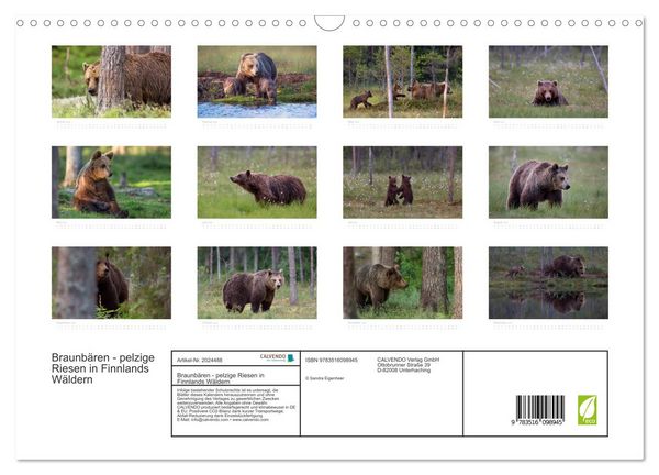 Produktbild: Braunb&auml;ren - pelzige Riesen in Finnlands W&auml;ldern (Wandkalender 2026 DIN A3 quer), CALVENDO Monatskalender