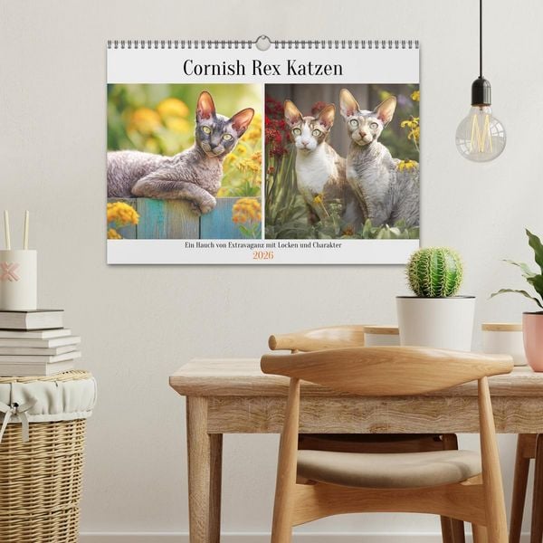 Produktbild: Cornish Rex Katzen. Ein Hauch von Extravaganz mit Locken und Charakter (Wandkalender 2026 DIN A3 quer), CALVENDO Monatskalender