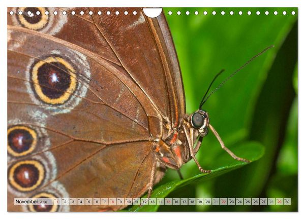 Produktbild: Schmetterlinge - zarte Gesch&ouml;pfe der Natur (Wandkalender 2026 DIN A4 quer), CALVENDO Monatskalender