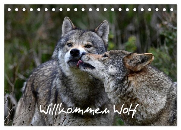 Produktbild: Willkommen Wolf (Tischkalender 2026 DIN A5 quer), CALVENDO Monatskalender