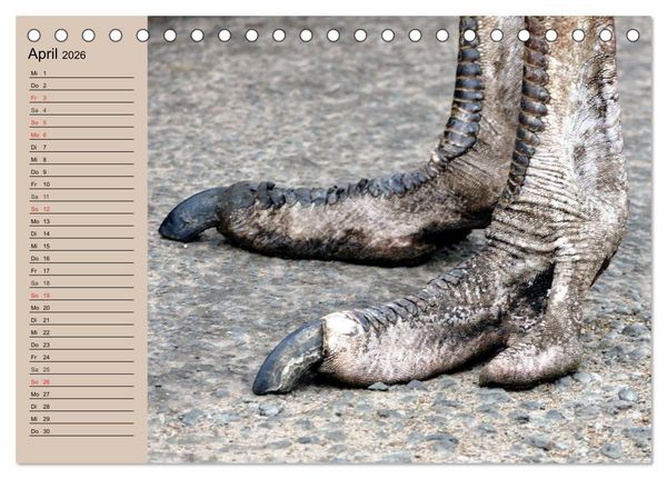 Produktbild: Vogel Strau&szlig;. Imposanter Riese und L&auml;ufer (Tischkalender 2026 DIN A5 quer), CALVENDO Monatskalender