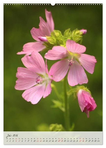 Produktbild: Florale Meisterwerke der Natur (hochwertiger Premium Wandkalender 2026 DIN A2 hoch), Kunstdruck in Hochglanz
