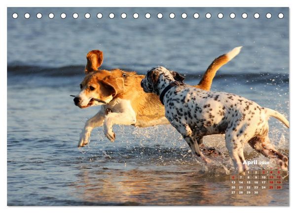 Produktbild: Ein Dalmatiner und ein Beagle - Auf der maritimen Jagd nach dem weltbesten Stock (Tischkalender 2026 DIN A5 quer), CALVENDO Monatskalender