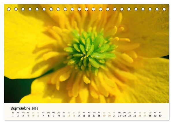 Produktbild: Au c&oelig;ur des fleurs (Calendrier de bureau 2026 DIN A5 vertical), CALVENDO calendrier mensuel