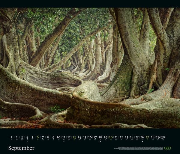 Produktbild: GEO Edition: Kräfte der Natur 2026 - Wand-Kalender - Poster-Kalender - 70x60