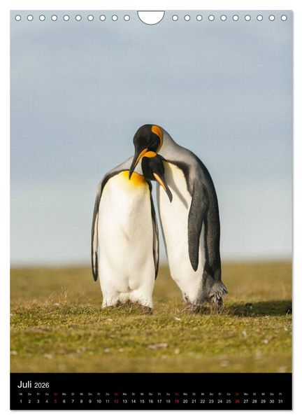 Produktbild: Pinguine - Wackeln im Thermo-Frack (Wandkalender 2026 DIN A4 hoch), CALVENDO Monatskalender