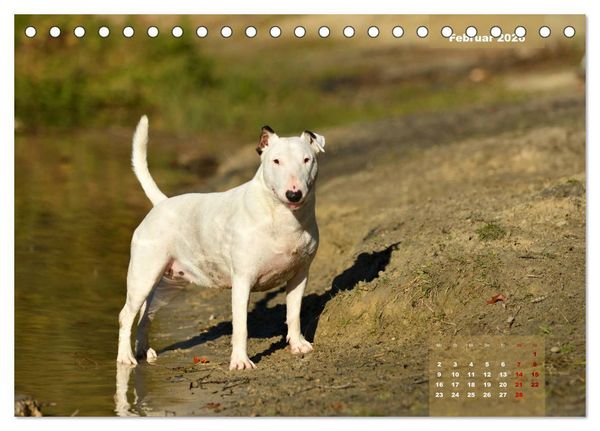Produktbild: Bullterrier 2026 Frech und fr&ouml;hlich durch das Jahr (Tischkalender 2026 DIN A5 quer), CALVENDO Monatskalender