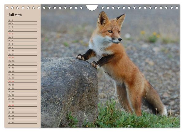 Produktbild: Der Fuchs. Bezaubernder Geselle (Wandkalender 2026 DIN A4 quer), CALVENDO Monatskalender