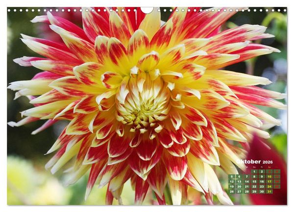 Produktbild: Sommerliche Bl&uuml;tentr&auml;ume (Wandkalender 2026 DIN A3 quer), CALVENDO Monatskalender