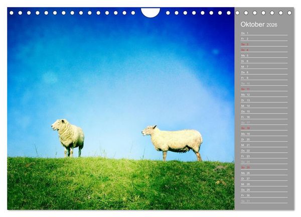 Produktbild: AUF DEM DEICH (Wandkalender 2026 DIN A4 quer), CALVENDO Monatskalender