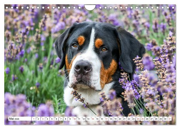 Produktbild: Gro&szlig;er Schweizer Sennenhund (Wandkalender 2026 DIN A4 quer), CALVENDO Monatskalender