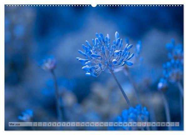 Produktbild: Farbenfroher Bl&uuml;tentraum (hochwertiger Premium Wandkalender 2026 DIN A2 quer), Kunstdruck in Hochglanz