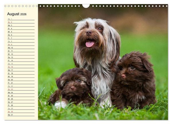 Produktbild: Kobolde auf 4 Pfoten - Bolonka Zwetna (Wandkalender 2026 DIN A3 quer), CALVENDO Monatskalender