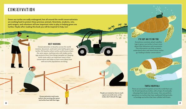 Produktbild: Green Sea Turtle (Young Zoologist)