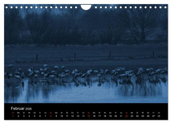 Produktbild: Kraniche (Wandkalender 2026 DIN A4 quer), CALVENDO Monatskalender