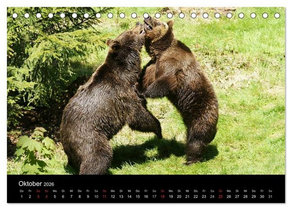 Produktbild: B&auml;ren im Nationalpark Bayerischer Wald (Tischkalender 2026 DIN A5 quer), CALVENDO Monatskalender