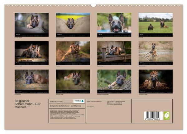 Produktbild: Belgischer Sch&auml;ferhund - Der Malinois (hochwertiger Premium Wandkalender 2026 DIN A2 quer), Kunstdruck in Hochglanz
