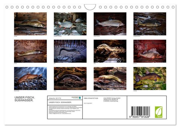 Produktbild: UNSER FISCH. S&Uuml;&szlig;WASSER. (Wandkalender 2026 DIN A4 quer), CALVENDO Monatskalender