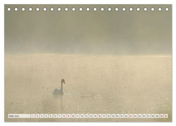 Produktbild: Oiseaux libres et sauvages (Calendrier de bureau 2026 DIN A5 vertical), CALVENDO calendrier mensuel