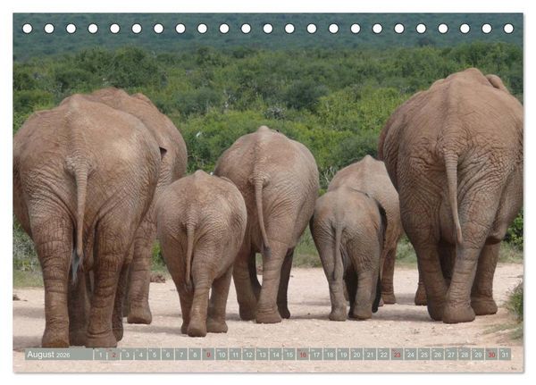 Produktbild: Asiatische und afrikanische Elefanten (Tischkalender 2026 DIN A5 quer), CALVENDO Monatskalender