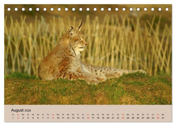 Produktbild: Der Luchs. Pinselohren und Bernsteinaugen (Tischkalender 2026 DIN A5 quer), CALVENDO Monatskalender