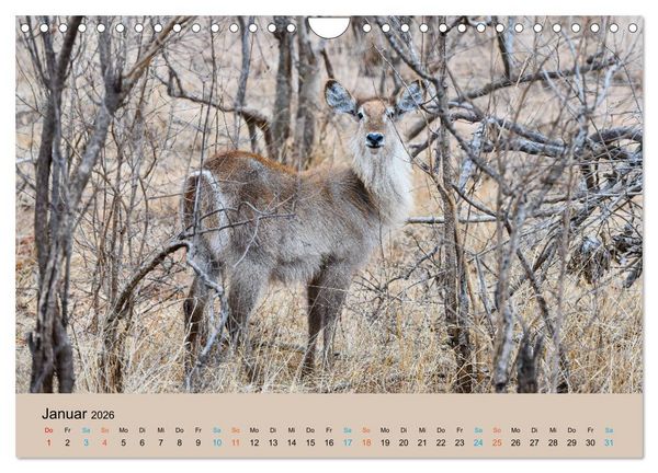 Produktbild: Antilopen, sch&ouml;n und schnell (Wandkalender 2026 DIN A4 quer), CALVENDO Monatskalender
