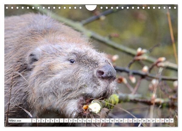Produktbild: Der Biber, ein guter Bauhandwerker (Wandkalender 2026 DIN A4 quer), CALVENDO Monatskalender