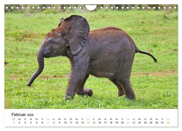 Produktbild: ADDO ELEPHANT NATIONAL PARK Elefanten Babies (Wandkalender 2026 DIN A4 quer), CALVENDO Monatskalender