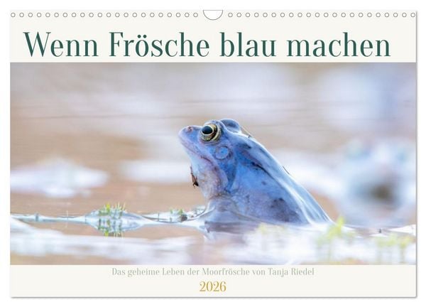 Produktbild: Wenn Fr&ouml;sche blau machen - das geheime Leben der Moorfr&ouml;sche von Tanja Riedel (Wandkalender 2026 DIN A3 quer), CALVENDO Monatskalender