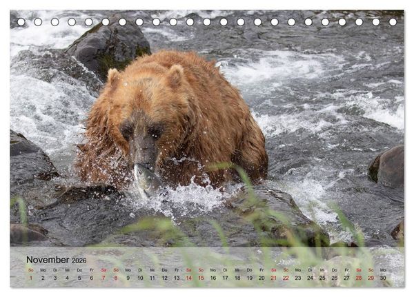 Produktbild: Aug in Aug mit den Braunb&auml;ren in Kamtschatka (Tischkalender 2026 DIN A5 quer), CALVENDO Monatskalender