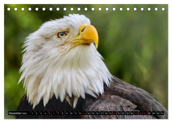 Produktbild: Fantastische V&ouml;gel (Tischkalender 2026 DIN A5 quer), CALVENDO Monatskalender