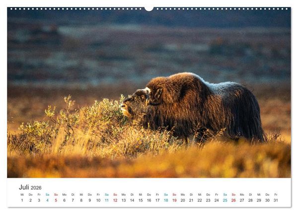 Produktbild: Die letzten Moschusochsen Europas (hochwertiger Premium Wandkalender 2026 DIN A2 quer), Kunstdruck in Hochglanz