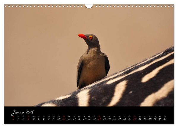 Produktbild: S&uuml;dafrika (Wandkalender 2026 DIN A3 quer), CALVENDO Monatskalender